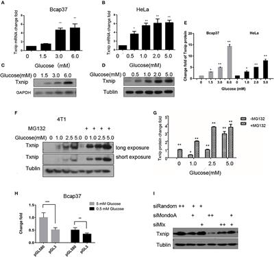Glucose-6-Phosphate Upregulates Txnip Expression by Interacting With MondoA
